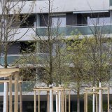 La ville de Genève a décidé de planter 600 arbres cet hiver (archives).